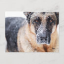 Search for closeup postcards Dog