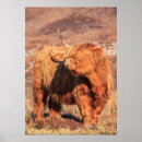 Recherche de terre haute posters Animal