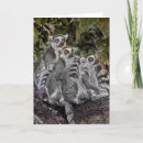 Search for ring tailed cards Baby