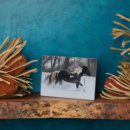 Search for horse plaques Herd