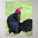 Recherche de année du coq posters Animal