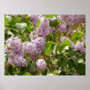 Search for lilac bushes posters Flower