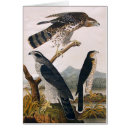 Search for goshawk Bird of prey