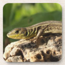 Search for lizard coasters Nature