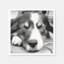 Recherche de colley serviettes Collie bore