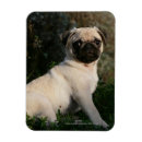 Recherche de chiot de carlin magnets Chiots