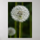 Recherche de taraxacum posters Macro