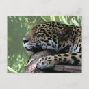 Recherche de fronton cartes postales Photo jaguar