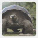 Search for galapagos stickers Ecuador