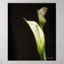 Recherche de calla posters Jardin