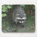 Search for raccoon mousepads Curious
