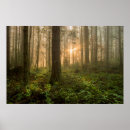 Search for cedar forest posters Landscape