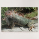 Recherche de lizard puzzles Iguana