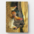 Recherche de poule plaques Poulailler