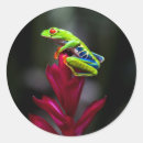 Search for red eyed tree frog stickers Costa rica