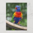 Search for lorikeet postcards Wildlife