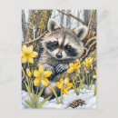 Recherche de raton laveur cartes postales Nature