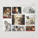 Search for dog photos postcards Pets