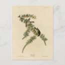 Search for on pine postcards Illustration
