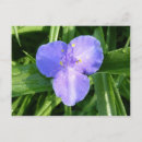 Search for spring wildflowers postcards Blue