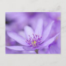 Search for lila postcards Nature