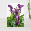 Search for purple calla lilies cards Flower