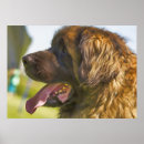 Search for leonberger Cute