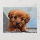 Search for sweets postcards Pet