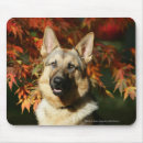 Search for panting mousepads Sitting