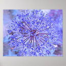 Recherche de allium posters Floral