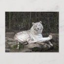 Recherche de tigre blanc cartes postales gros chats