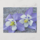 Recherche de columbine cartes postales Floraison