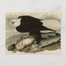 Search for america eagle postcards Bird