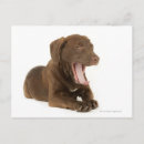 Search for yawn postcards Dog