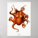 Recherche de mollusque posters Animal