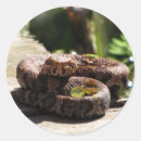 Recherche de snake autocollants Animal