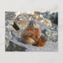 Search for marmot postcards Rodent
