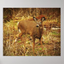 Search for odocoileus posters Brown