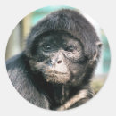 Search for monkey stickers Cute