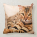 Search for grey cat pillows Quote