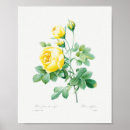 Search for vintage rose posters Flowers