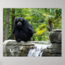 Recherche de primats posters Singes