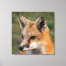 Search for wild fox canvas prints Cute