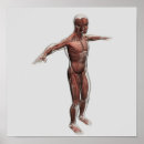 Search for muscular anatomy posters Strength