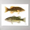 Search for largemouth posters Smallmouth