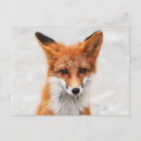 Recherche de renard orange cartes postales Faune