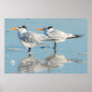 Recherche de stern posters Plage