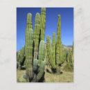 Recherche de cindy cartes postales Cactus
