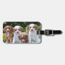 Search for cavapoo accessories Cavoodle