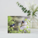 Recherche de hirondelles cartes postales Oiseaux